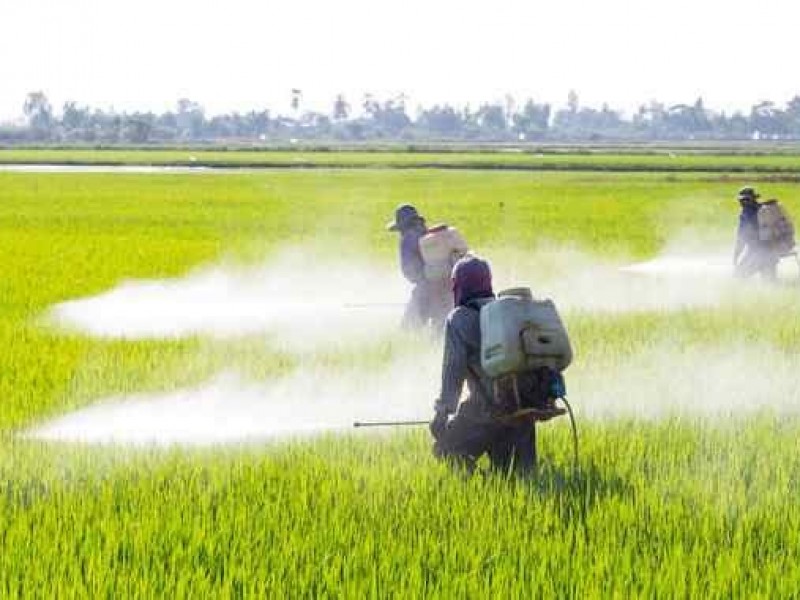 Se posicionan herbicidas chinos en campos mexicanos