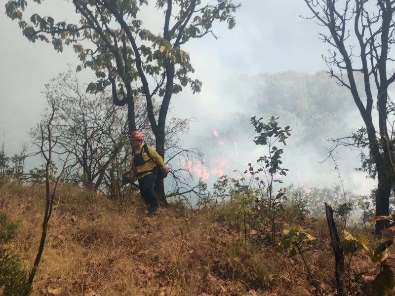 Se registra incendio en zona forestal contigua al fraccionamiento Bugambilias
