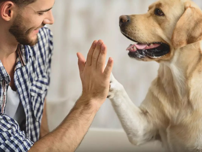 Senado aprueba reforma constitucional para proteger a los animales