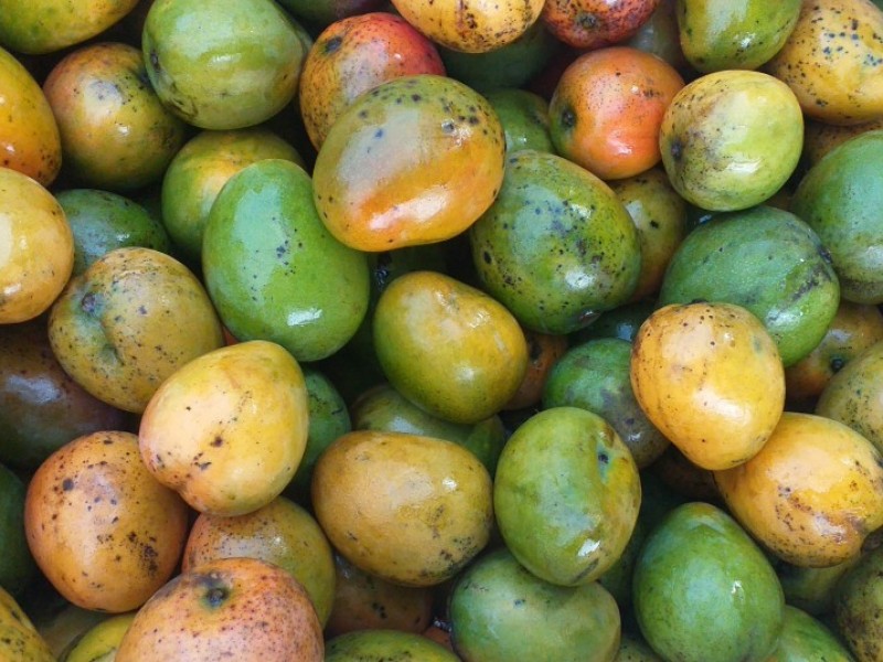 SEPADA: exportan mango regional para la elaboración de cosméticos