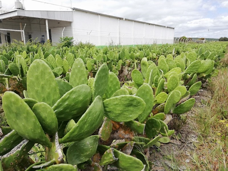 Será en Marzo, vigésima edición de Expo-Nopal en Valtierrilla