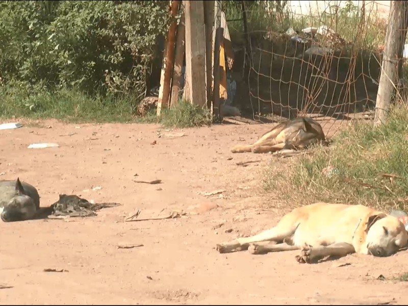 Sobrepoblación canina descontrolada en Navojoa