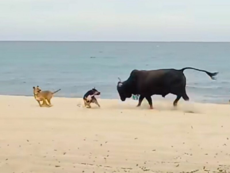 Sorprende toro en playa de Cabo del Este