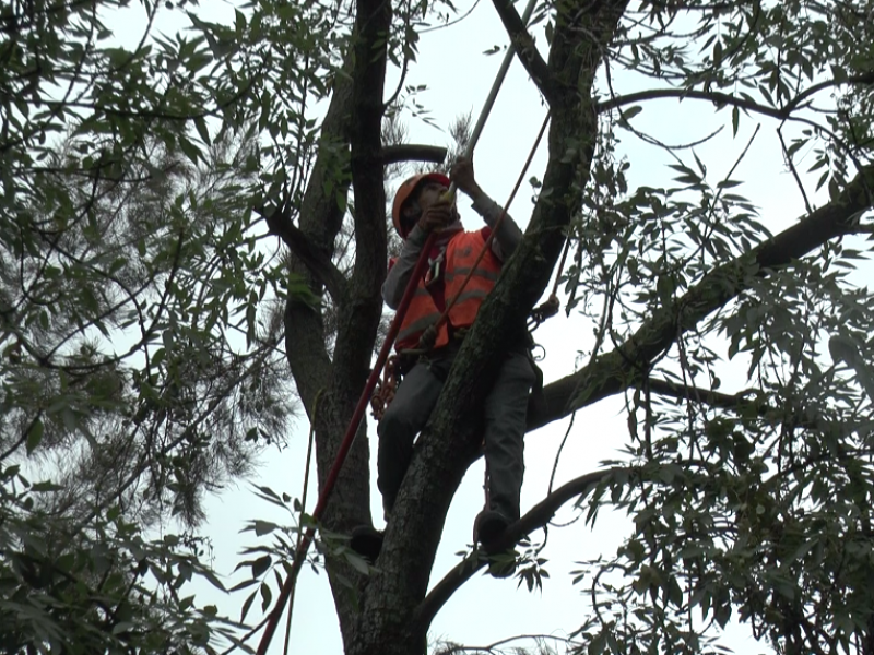 Suben más de 12 metros para cortar árboles | MEGANOTICIAS