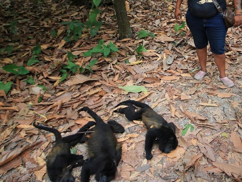 Suman 138 monos saraguatos muertos en Chiapas y Tabasco