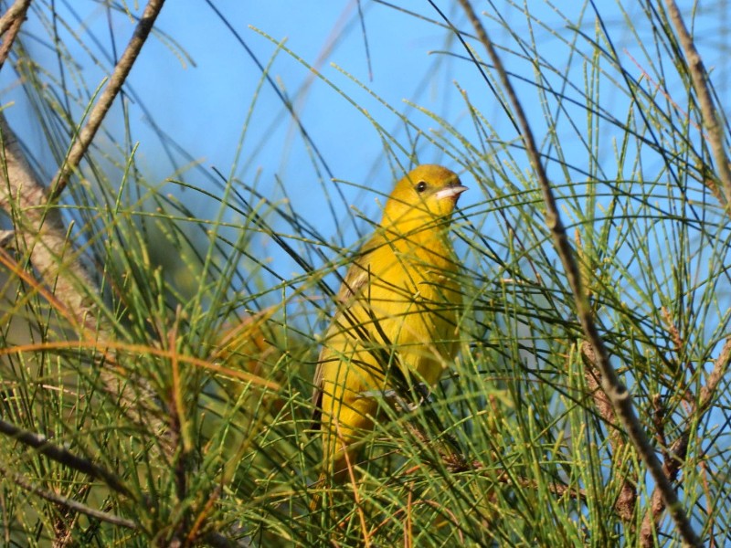 Tuxpan fue sede del Quinto Conteo Latinoamericano de Aves Urbanas