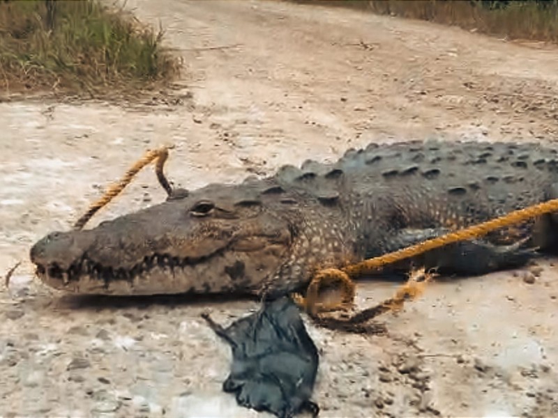 Tuxpan hábitat del Cocodrilo Moreletti | MEGANOTICIAS