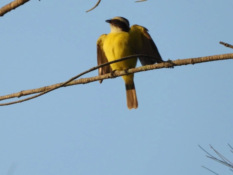 Tuxpan participa en el Quinto Conteo Latinoamericano de Aves Urbanas