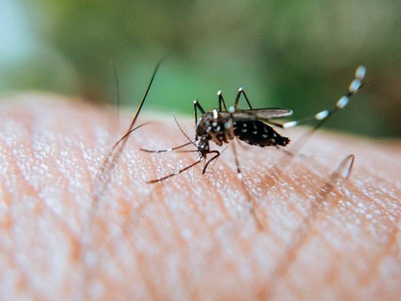 Veracruz tercer lugar en dengue