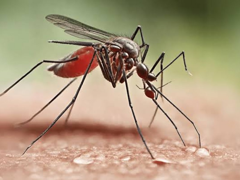 Zihuatanejo quinto lugar en casos de dengue